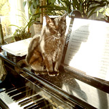 Lisa, Liebling aller Sch&uuml;ler